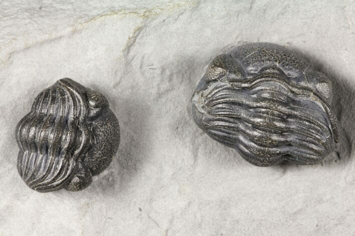 Pair Of Enrolled Eldredgeops Trilobites - New York #132437